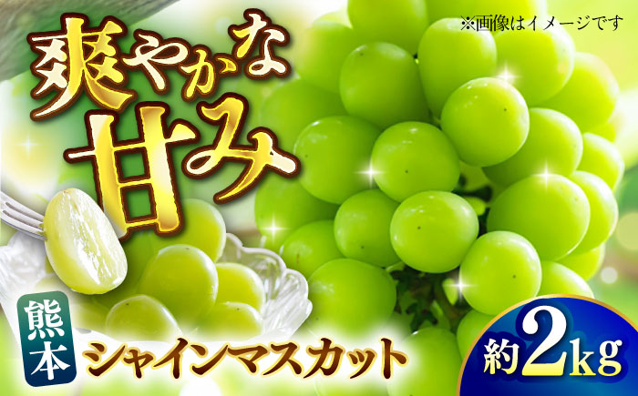 【先行予約】シャインマスカット 約2kg マスカット ブドウ 葡萄 フルーツ 果物 【日本フルーツ株式会社】 [ZFJ010]