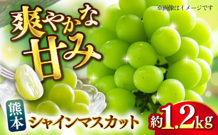 【先行予約】シャインマスカット 約1.2kg マスカット 葡萄 ぶどう フルーツ 果物【日本フルーツ株式会社】 [ZFJ019]