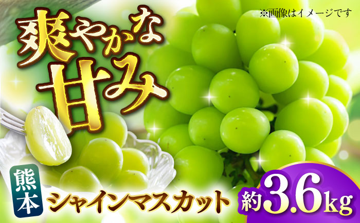 【先行予約】【数量限定】 シャインマスカット 約3.6kg マスカット 葡萄 ぶどう 熊本 フルーツ 野菜 果物 【日本フルーツ株式会社】 [ZFJ042]