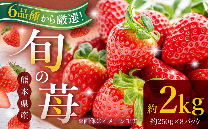 【先行予約】熊本県産いちご 約2kg（250g×8pc） イチゴ フルーツ 果物 熊本県産 熊本【日本フルーツ株式会社】 [ZFJ052]