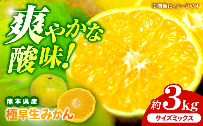 【先行予約】 極早生みかん 2S-2L 約3kg みかん 蜜柑 柑橘 フルーツ 果物 【日本フルーツ株式会社】 [ZFJ053]