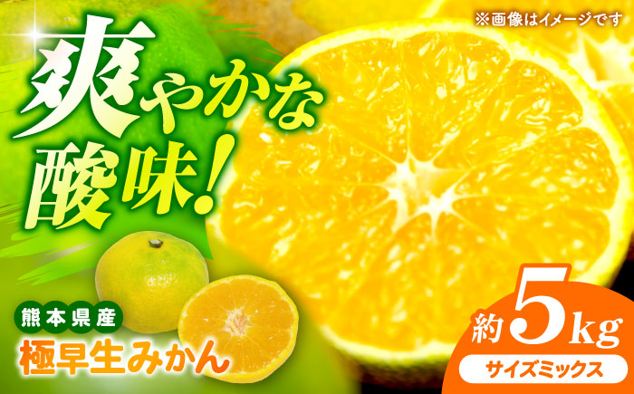 【先行予約】 極早生みかん 2S-2L 約5kg みかん 蜜柑 柑橘 フルーツ 果物 【日本フルーツ株式会社】 [ZFJ054]