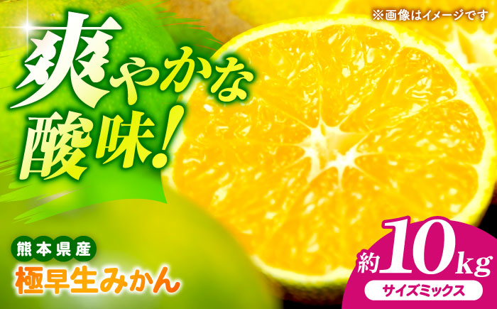 【先行予約】 極早生みかん 2S-2L 約10kg みかん 蜜柑 柑橘 フルーツ 果物 【日本フルーツ株式会社】 [ZFJ055]