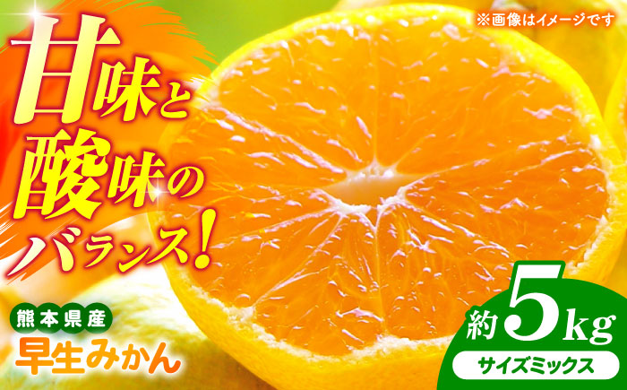 【先行予約】 早生みかん 2S-2L 約5kg みかん 蜜柑 柑橘 フルーツ 果物 【日本フルーツ株式会社】 [ZFJ057]
