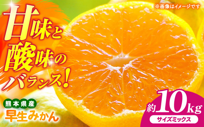 【先行予約】 早生みかん 2S-2L 約10kg みかん 蜜柑 柑橘 フルーツ 果物 【日本フルーツ株式会社】 [ZFJ058]