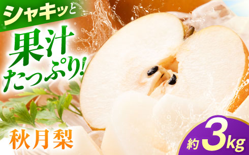 【先行予約】秋月梨　約3kg 梨 ナシ フルーツ 果物 【日本フルーツ株式会社】 [ZFJ062]