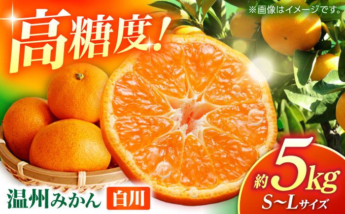 温州みかん 『白川』 約5kg S～Lサイズ 【奥村果実園】 [ZFK007]