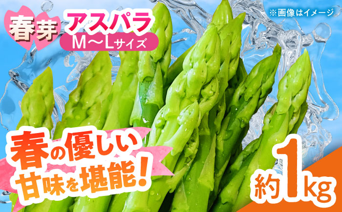 【先行予約】 山鹿市産 いけだ農園のアスパラガス 春芽(M~Lサイズ)　約1kg【いけだ農園】 [ZFP002]