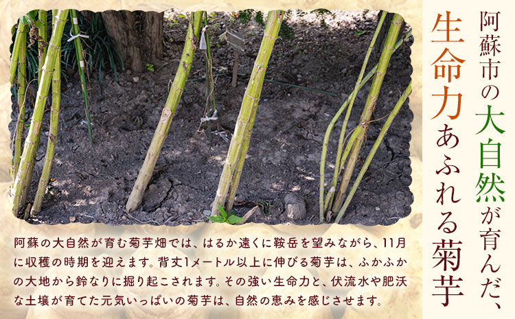 【5ヶ月定期便】きくちのきくいも タブレット 250粒入り 2個×5回お届け 合計10個 有限会社七城町特産品センター《お申込み月の翌月から出荷開始》熊本県 菊池市 健康食品 錠剤 サプリ 菊芋 タブレット---003-1689---