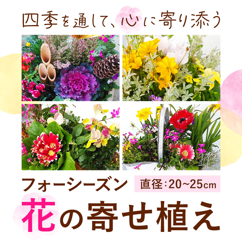 【12ヶ月定期便】フォーシーズン お花の寄せ植え 直径20～25cm Fleurbranch 《申込みの翌月出荷》熊本県 菊池市 定期便 花 鉢花 鉢植え 観葉植物 植物 インテリア ガーデン 雑貨---020-1411---