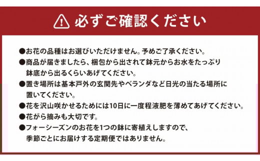 フォーシーズン お花の寄せ植え 4～5種 花 フラワー 観葉植物 植物 インテリア《90日以内に出荷予定(土日祝除く)》---020-2277---