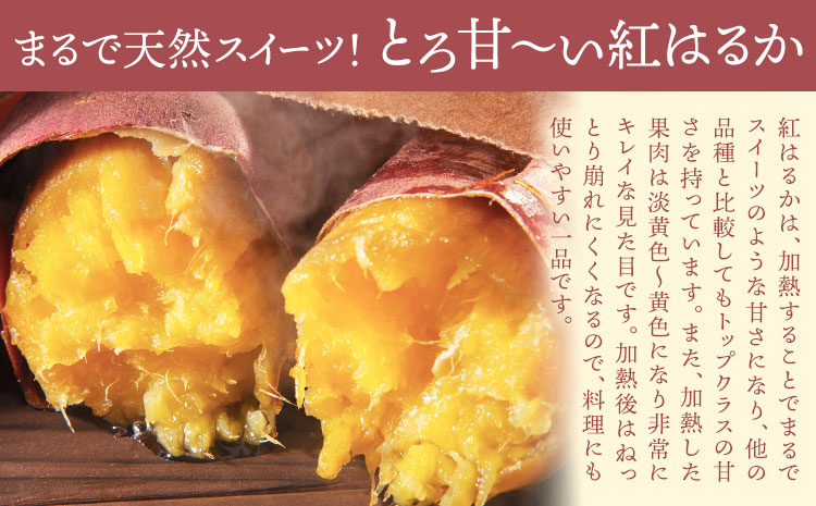 さつまいも 紅はるか 約5kg(9-38個) 株式会社GGYパッケージ《2025年11月下旬-2026年4月上旬頃出荷》熊本県 菊池市 さつまいも 紅はるか 芋 いも 野菜 国産 焼き芋 スイートポテト 芋ようかん 大学芋 干し芋 しっとり 旬 送料無料---124-2359---