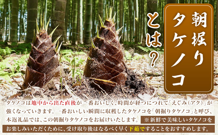 筍 朝掘りタケノコ 約4kg(3-9本) 株式会社GGYパッケージ《2026年4月上旬-4月下旬頃出荷》熊本県 菊池市 たけのこご飯 土佐煮 五目煮 チンジャオロース 野菜 国産 新鮮 旬 春 送料無料---124-2509---