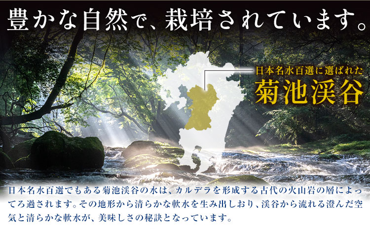 熊本県菊池産 玄米 10kg お米 ヴァリアス株式会社《30日以内に出荷予定(土日祝除く)》 菊池市産 熊本県産 九州産 送料無料---028-2481---