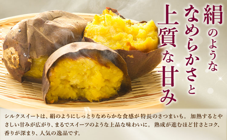 【先行予約】シルクスイート さつまいも 約5kg 日本フルーツ株式会社《2026年11月上旬-12月中旬頃出荷》熊本県 菊池市 さつまいも サツマイモ シルクスイート 熊本県産---308-5006---
