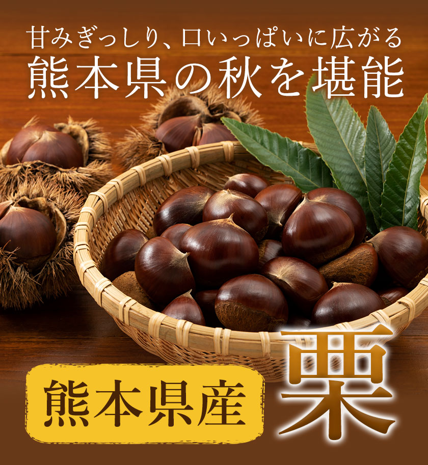 【先行予約】栗 約5kg 2Lサイズ 日本フルーツ株式会社《9月中旬-10月上旬頃出荷》熊本県 菊池市 栗 くり 熊本県産 2L 栗きんとん 栗ごはん---308-5010---