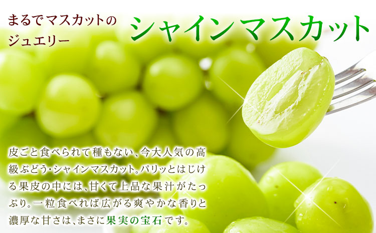 【先行予約】シャインマスカット 秀品 約2kg(3-7房) 日本フルーツ《2026年6月中旬-8月末頃出荷》熊本県 菊池市 ぶどう ブドウ 果物 フルーツ スイーツ デザート ギフト ご贈答---308-0014---