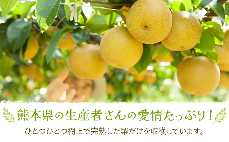 【先行予約】梨 訳あり梨 約4kg-4.5kg(10-18玉) 《2026年8月下旬-10月下旬頃出荷》 株式会社Foody’s なし 和梨 フルーツ 果物 ご家庭用 不揃い キズあり 菊池市産 熊本県産 九州産---177-2361---