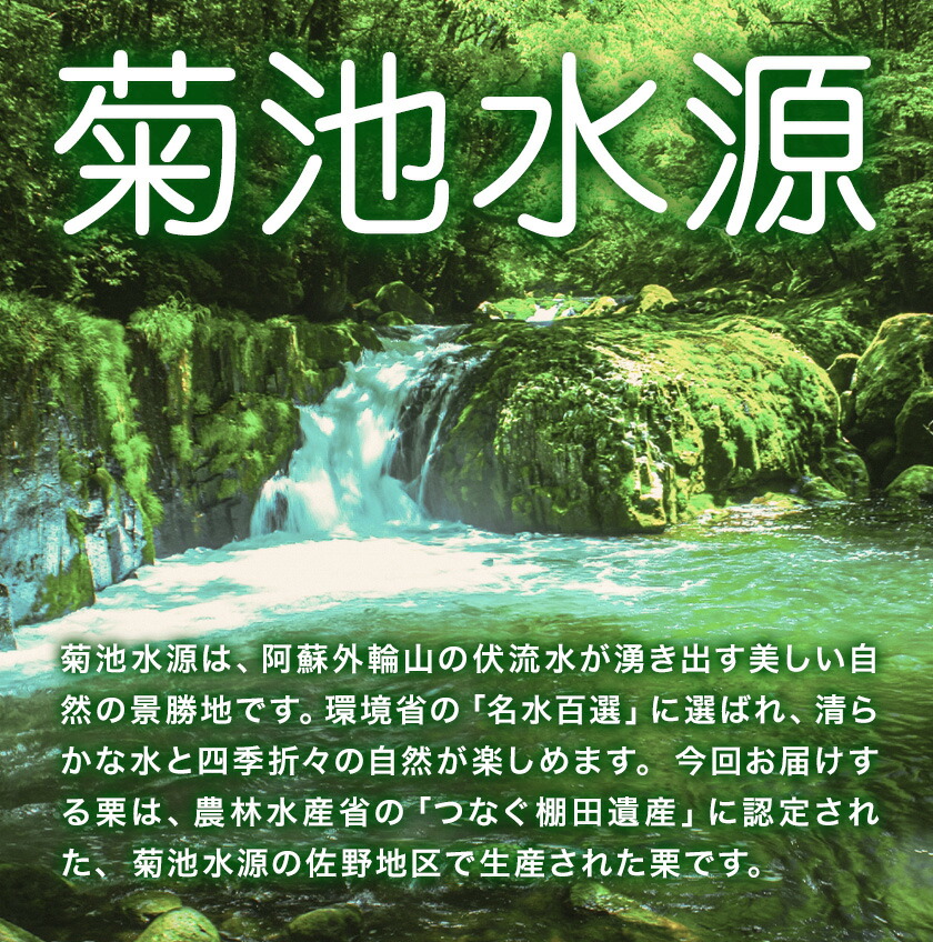 菊池水源産 さのまろん 冷凍剥き栗 内容量 約800g 農事組合法人菊池佐野《30日以内に出荷予定(土日祝除く)》熊本県 菊池市 栗 むき栗 筑波 冷凍 熊本県産 九州産 国産 送料無料 ---176-2193---
