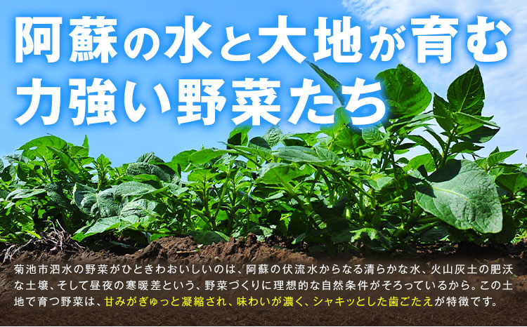 旬の野菜 定期便 計3回 旬の野菜 10品【養生市場】定期便 品種おまかせ ランダム 3ヶ月お届け 計3回 詰め合わせ セット 野菜 九州産 熊本県産《お申し込みの翌月から出荷》---003-2421---