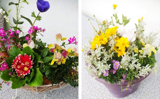 フォーシーズン お花の寄せ植え 4～5種 花 フラワー 観葉植物 植物 インテリア《90日以内に出荷予定(土日祝除く)》---020-2277---