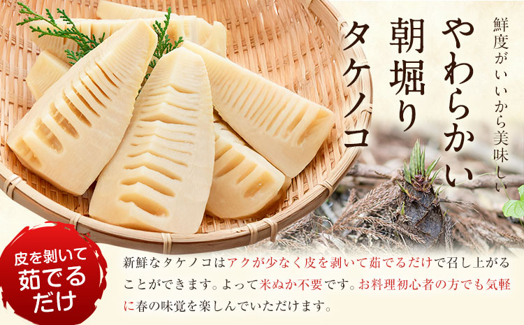 朝掘りタケノコ 4kg 合同会社 原田山業《4月上旬-4月末頃出荷》 熊本県 菊池市 たけのこ タケノコ 朝掘り 一番掘り 春の味覚 旬 国産---098-2648---