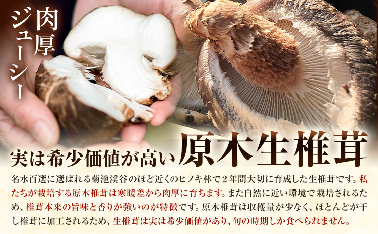 原木椎茸堪能セット 肉厚原木生椎茸 500g しいたけのデュクセル 2本 オリーブオイルマリネ 1本 合同会社 原田山業《90日以内に出荷予定(土日祝除く)》熊本県 菊池市 椎茸 しいたけ きのこ 肉厚 デュクセル オリーブオイル マリネ 瓶詰め セット 詰め合わせ---098-2090---