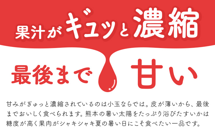 【先行予約】スイカ 小玉すいか 秀品 2玉 約 2kg ～ 3kg L ～ 3L 混合 株式会社Foody’s 食彩たかみ 《2026年5月下旬-7月下旬頃出荷》 熊本県 菊池市 フルーツ 果物 スイカ すいか 小玉 九州産 冷蔵 送料無料---177-2674---