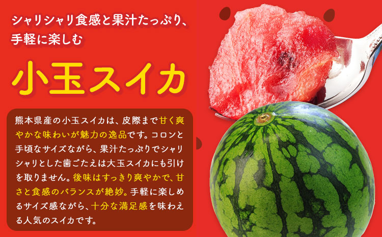 小玉スイカ&肥後グリーンメロン 食べ比べ 各1玉(計2玉 約3.5kg)  日本フルーツ株式会社 《5月中旬-7月末頃出荷》 熊本県 菊池市 西瓜 メロン 熊本県産---308-5008---