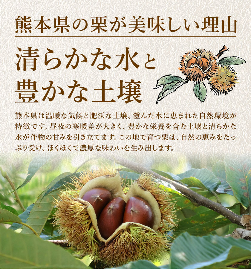 【先行予約】栗 約3kg 2Lサイズ 日本フルーツ株式会社《9月上旬-10月上旬頃出荷》熊本県 菊池市 栗 くり 熊本県産 2L 栗きんとん 栗ごはん---308-0007---