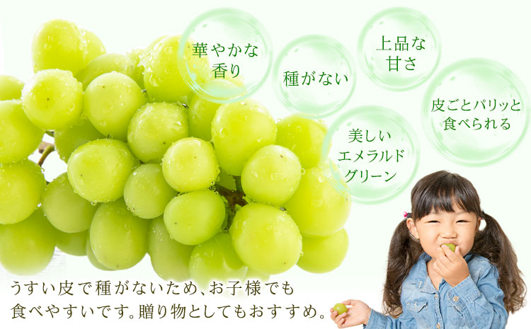 【先行予約】シャインマスカット 秀品 約1.2kg(2-5房) 日本フルーツ《2026年6月中旬-8月末頃出荷》熊本県 菊池市 ぶどう ブドウ 果物 フルーツ スイーツ デザート ギフト ご贈答---308-0013---