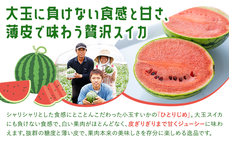 小玉スイカ 2玉【養生市場】 ひとりじめ 果物 フルーツ スイカ 西瓜 九州産 熊本県産 送料無料《2026年4月中旬-5月中旬頃出荷予定》【先行予約】---003-1579---