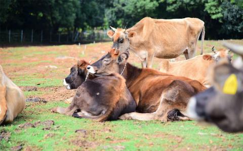 きくち村の グラスフェッドプリン 箱付き 計480g（80g×6個）セット 《90日以内に出荷予定(土日祝除く)》 ---047-2022---st-p