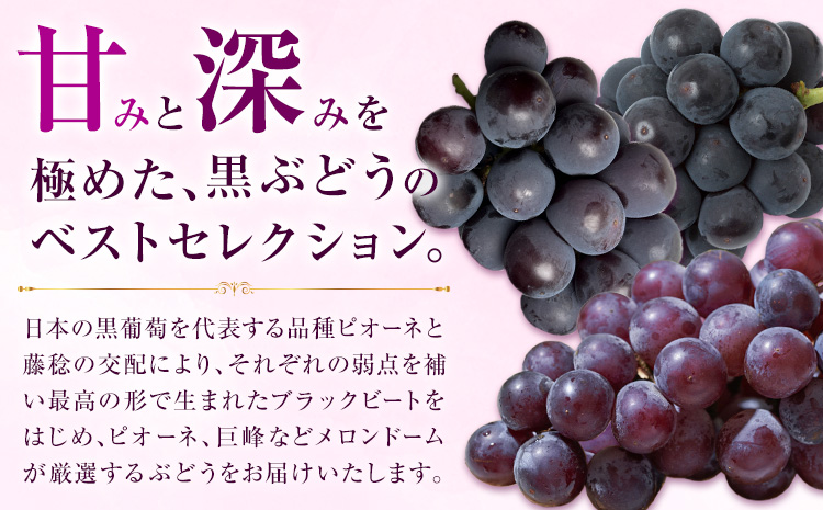 【先行予約】厳選 熊本県産のぶどうセット 約1kg 品種おまかせ ブラックビート ピオーネ 巨峰 【メロンドーム】 有限会社七城町特産品センター《2026年8月頃から出荷》熊本県 菊池市 果物 フルーツ ぶどう ブドウ 葡萄 セット 食べ比べ 熊本県産 送料無料---003-1567---