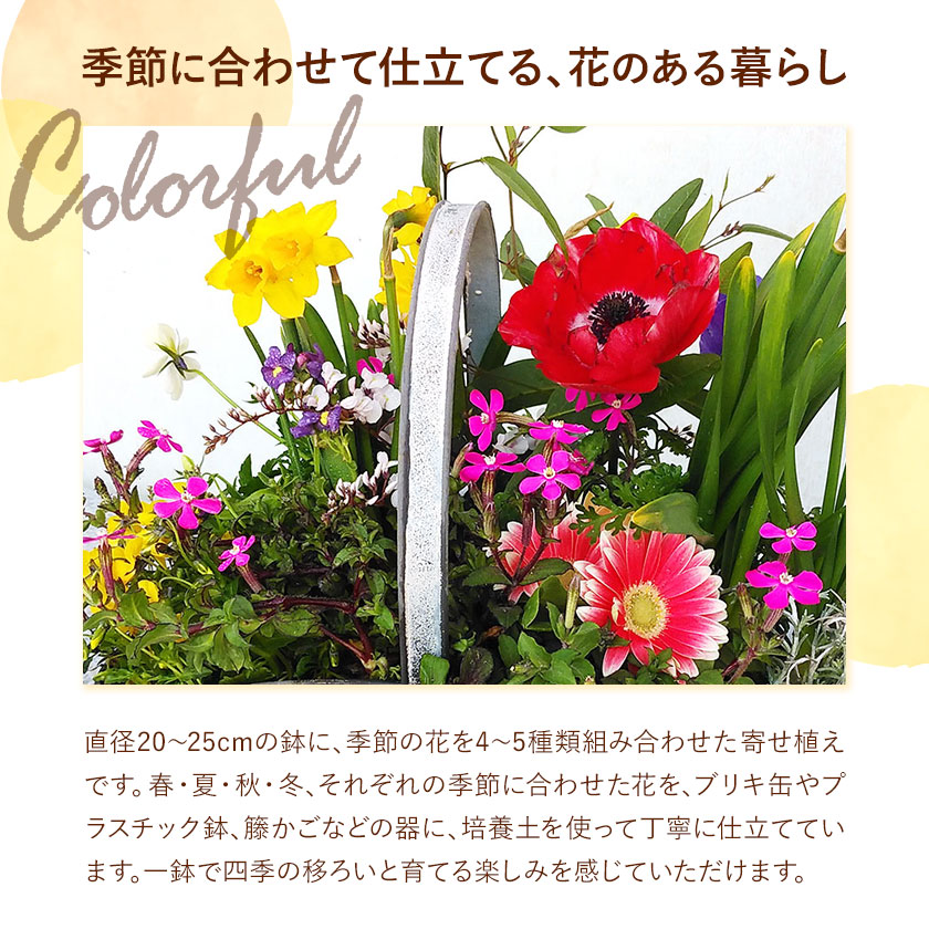 【12ヶ月定期便】フォーシーズン お花の寄せ植え 直径20～25cm Fleurbranch 《申込みの翌月出荷》熊本県 菊池市 定期便 花 鉢花 鉢植え 観葉植物 植物 インテリア ガーデン 雑貨---020-1411---