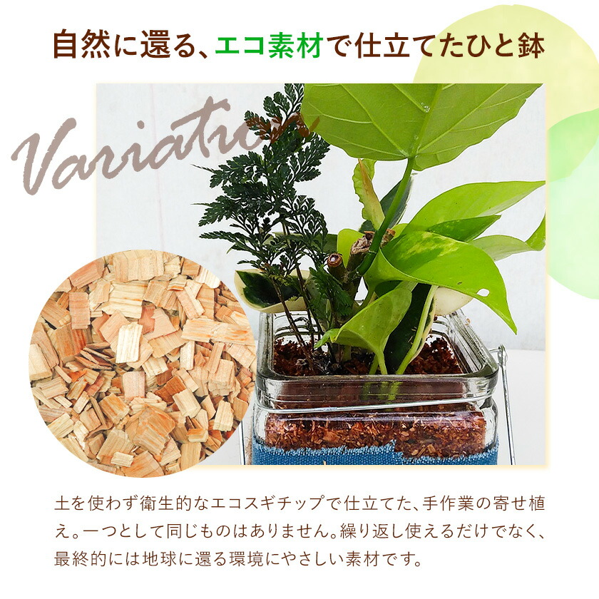 ミニグリーン 寄せ植え bring green Fleurbranch 《90日以内に出荷予定(土日祝除く)》熊本県 菊池市 観葉植物 植物 インテリア ガーデン 雑貨 エコ素材 贈物 プレゼント---020-2171---