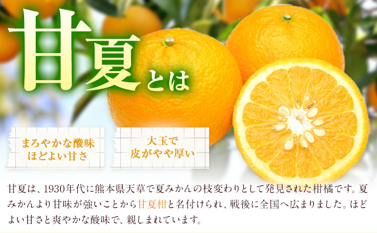 菊池銘菓 あまなつ賛菓 6個入 1箱 有限会社中原松月堂《30日以内に出荷予定(土日祝除く)》 熊本県 菊池市 スイーツ デザート タルトケーキ 甘夏 柑橘 個包装 お菓子 焼き菓子---074-1265---