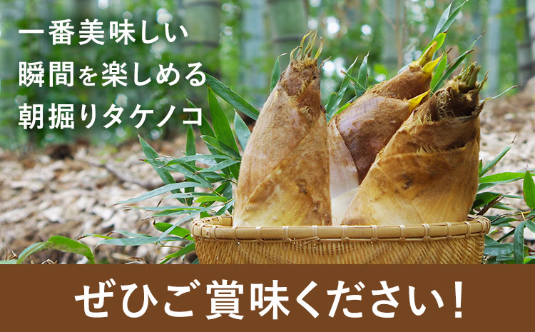 筍 朝掘りタケノコ 約4kg(3-9本) 株式会社GGYパッケージ《2026年4月上旬-4月下旬頃出荷》熊本県 菊池市 たけのこご飯 土佐煮 五目煮 チンジャオロース 野菜 国産 新鮮 旬 春 送料無料---124-2509---