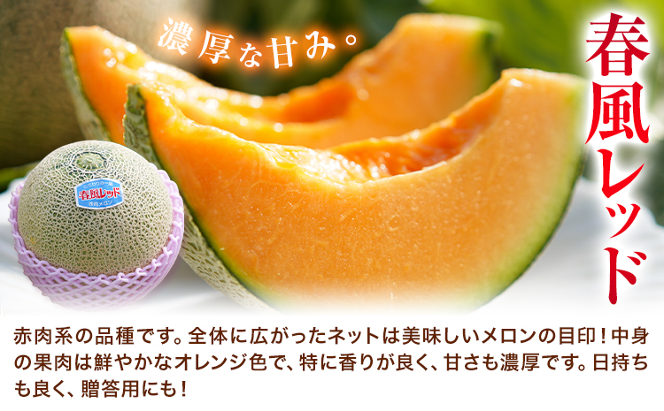 【全2回定期便】つるたファームから旬のお届け便 まるごとRed 特別栽培米 ヒノヒカリ 5kg 春風レッド メロン 2玉 株式会社七城の恵み《メロン5月・米11月出荷予定》熊本県 菊池市 米 メロン ひのひかり 定期便 つるたファーム--- 126-1592---