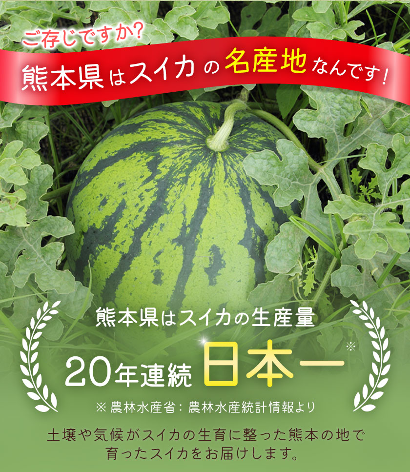 【先行予約】大玉すいか 1玉 約4kg 株式会社エフビーネット《5月上旬-7月中旬頃出荷》熊本県 菊池市 すいか スイカ 大玉 熊本県産 フルーツ---034-5011---