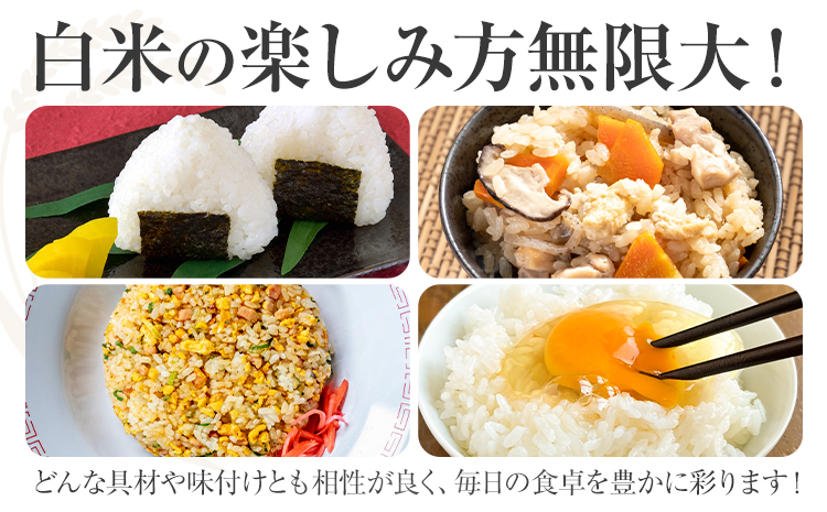 令和7年産 熊本県産 肥後米 白米 5kg 1袋5kg 株式会社くまもとごはん 《30日以内に出荷予定(土日祝除く)》米 お米 令和7年産 九州産 熊本県産  送料無料---026-3005---
