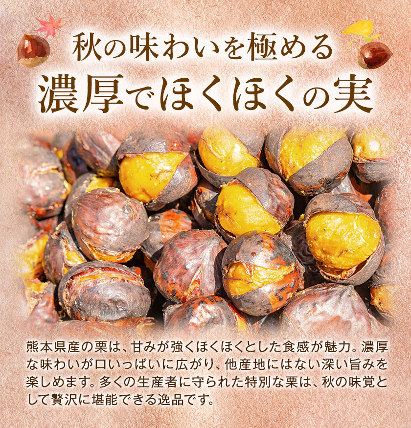 【先行予約】栗 約5kg 2Lサイズ 日本フルーツ株式会社《9月中旬-10月上旬頃出荷》熊本県 菊池市 栗 くり 熊本県産 2L 栗きんとん 栗ごはん---308-5010---