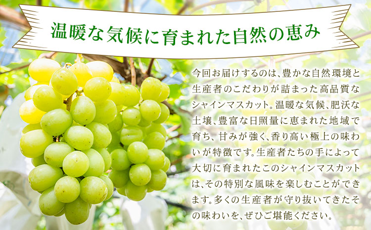 【先行予約】シャインマスカット 秀品 約2kg(3-7房) 日本フルーツ《2026年6月中旬-8月末頃出荷》熊本県 菊池市 ぶどう ブドウ 果物 フルーツ スイーツ デザート ギフト ご贈答---308-0014---