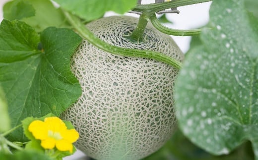  アールスメロン 2玉 2L以上 くまモン 箱入り メロン フルーツ 果物 くだもの メロンドーム 《2026年7月下旬より発送》---003-1134---