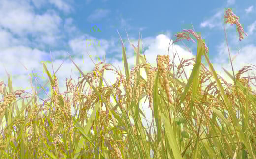 【精米】【令和7年産】有機JAS 七城産 ひのひかり 4kg(2kg×2袋)《30日以内に出荷予定(土日祝除く)》---171-1912-S---