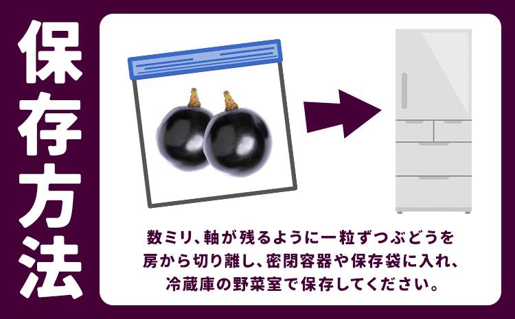 【先行予約】厳選 熊本県産のぶどうセット 約1kg 品種おまかせ ブラックビート ピオーネ 巨峰 【メロンドーム】 有限会社七城町特産品センター《2026年8月頃から出荷》熊本県 菊池市 果物 フルーツ ぶどう ブドウ 葡萄 セット 食べ比べ 熊本県産 送料無料---003-1567---