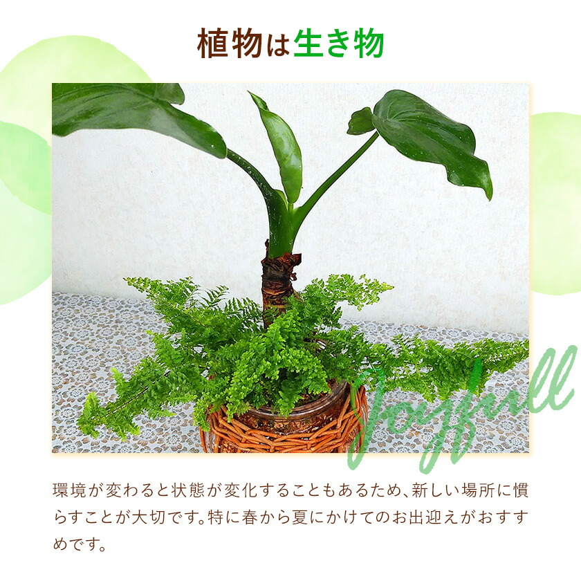ミニグリーン 寄せ植え bring green Fleurbranch 《90日以内に出荷予定(土日祝除く)》熊本県 菊池市 観葉植物 植物 インテリア ガーデン 雑貨 エコ素材 贈物 プレゼント---020-2171---