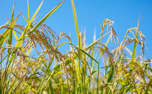 【通常パック】熊本県菊池産 ヒノヒカリ 玄米 計4kg（2kg×2パック）七城物語 高野さんちの自然栽培米《30日以内に出荷予定(土日祝除く)》 ---045-3023---