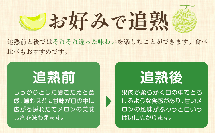 【先行予約】メロン 肥後グリーンメロン 大 2L ～ 3L サイズ 2玉 約1.6～2kg×2 MOTOYAMA358FARM 《2026年4月中旬-6月中旬頃出荷》 熊本県 菊池市 メロン 果物 フルーツ 九州産 国産 送料無料---180-2217---