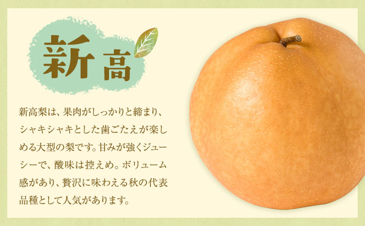 【先行予約】旬の梨 品種おまかせ 約5kg 日本フルーツ株式会社《2026年8月上旬-10月上旬頃出荷》熊本県 菊池市 梨 なし 豊水 秋月 新高 和梨 熊本県産---308-5003---